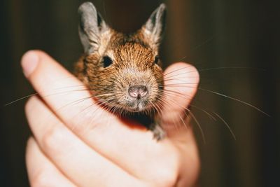 Close-up of hand holding feeding