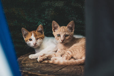 Portrait of cats staring at the camera