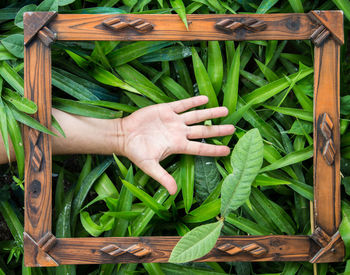Cropped hand of person in picture frame against plants