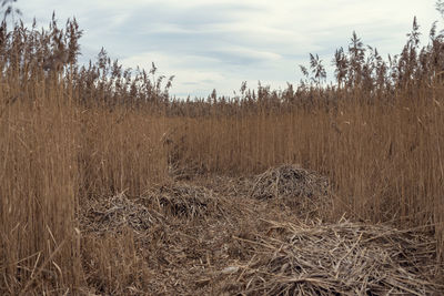 Dry grass on field against sky