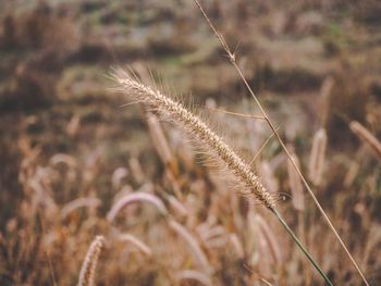 Close-up of wheat growing on field