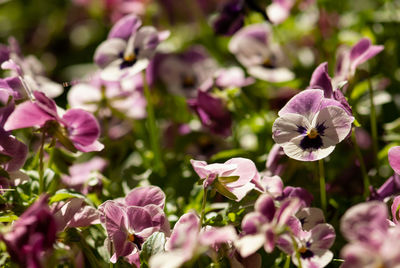 Close-up of pink flowering plants