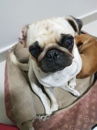 Close-up portrait of dog