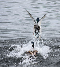 Man swimming in sea