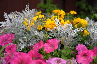 Close-up of multi colored flowers