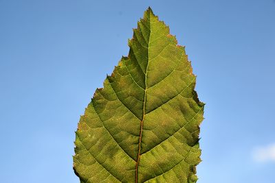 Close-up of plant against clear blue sky