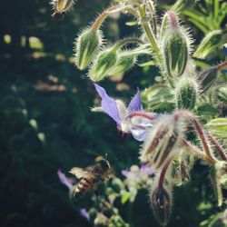 Close-up of bee on flower