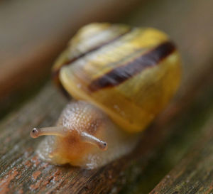 snails and slugs