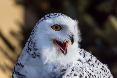 Close-up portrait of owl