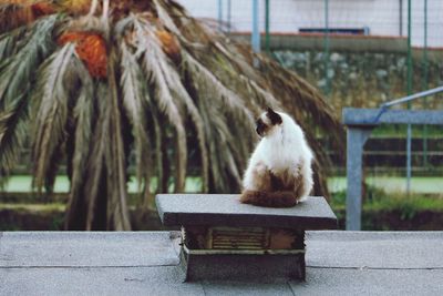 Cat sitting on metal seat