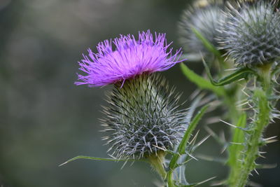 Close-up of thistle flower