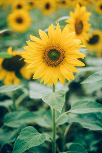 Close-up of yellow flowering plant