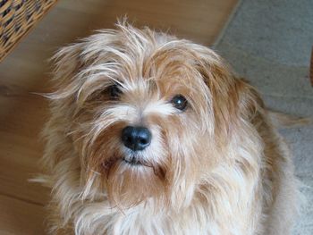 Close-up portrait of dog