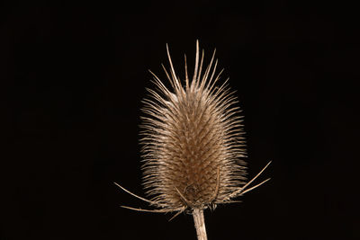 Close-up of fireworks over black background