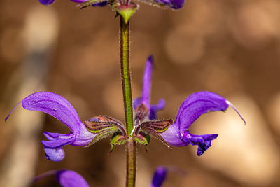 Close-up of purple flowering plant