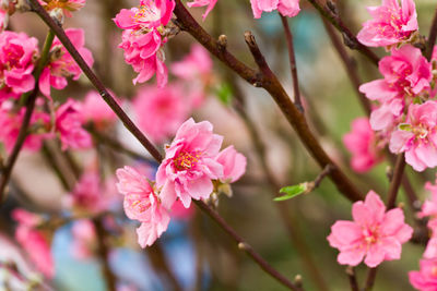 Pink flowers blooming on tree