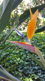 Close-up of insect on plant