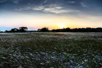 Scenic view of grassy field against sky during sunset