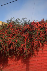 Red flowers growing on tree