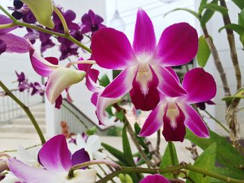 Close-up of pink flowers