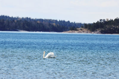 Rear view of man swimming in sea against sky