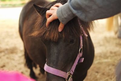 Cropped image of hand stroking horse