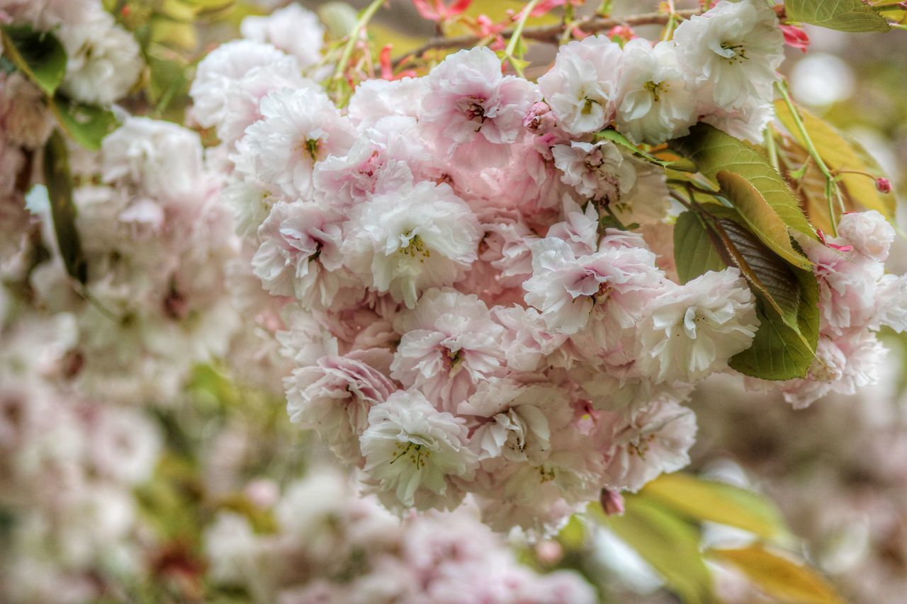 flower, freshness, fragility, growth, beauty in nature, petal, pink color, close-up, nature, focus on foreground, flower head, blossom, blooming, cherry blossom, in bloom, bunch of flowers, springtime, branch, cherry tree, plant