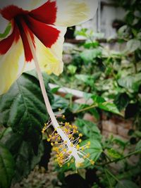 Close-up of insect on flower