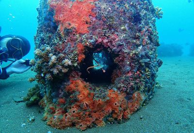 Fish swimming in sea