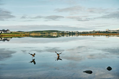 Birds flying over lake against sky