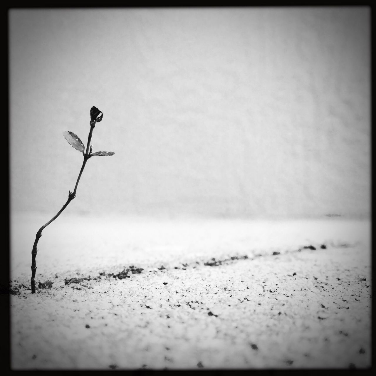 transfer print, auto post production filter, copy space, selective focus, clear sky, vignette, nature, close-up, day, twig, no people, wall - building feature, outdoors, stem, plant, dry, tranquility, sky, branch, surface level