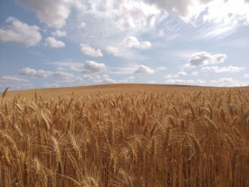 Scenic view of wheat field against sky