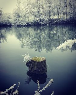 Reflection of tree in lake