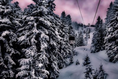 Snow covered land and trees against sky