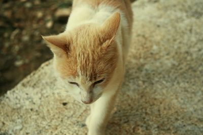 Close-up of a cat