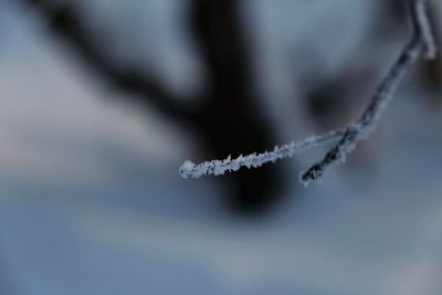 Close-up of frozen leaf against sky