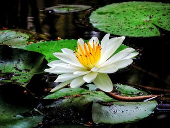 Close-up of lotus water lily in lake