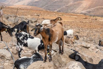 View of goats