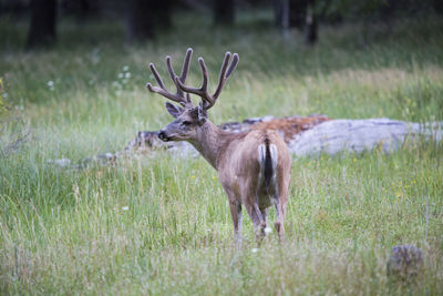 Deer in a field