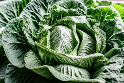 Lollo bionda lettuce in greenhouse