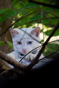 Close-up portrait of a cat