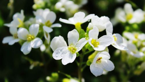 Close-up of white flowers