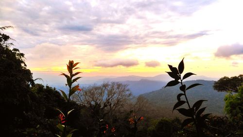 Silhouette plants against sky during sunset