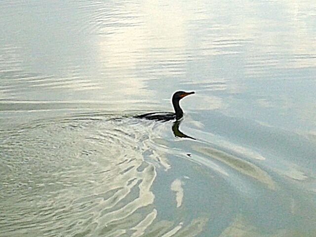 Egret in lake