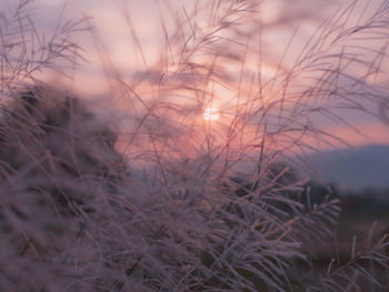 Close-up of plants on field against sky