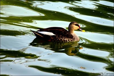 Birds swimming in lake