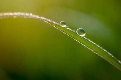 Close-up of water drops on blade of grass