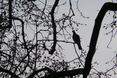 Low angle view of birds perching on bare tree