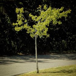 Road by trees