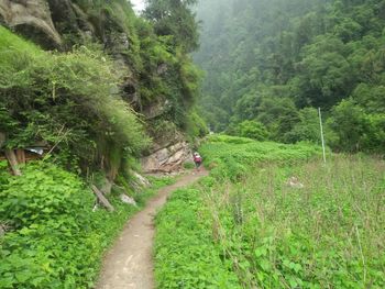 Scenic view of green landscape